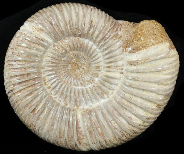Perisphinctes Ammonite - Jurassic #46919